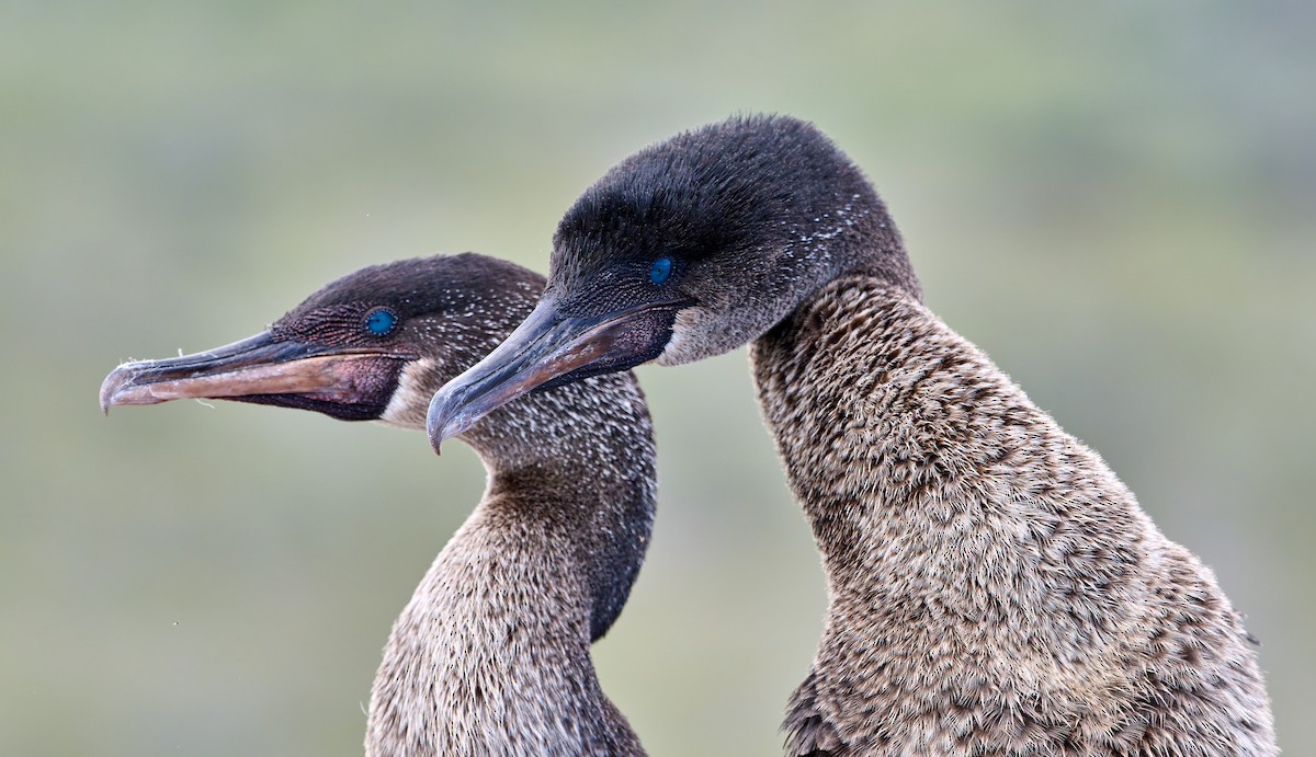 Flightless Cormorant - ML642296556