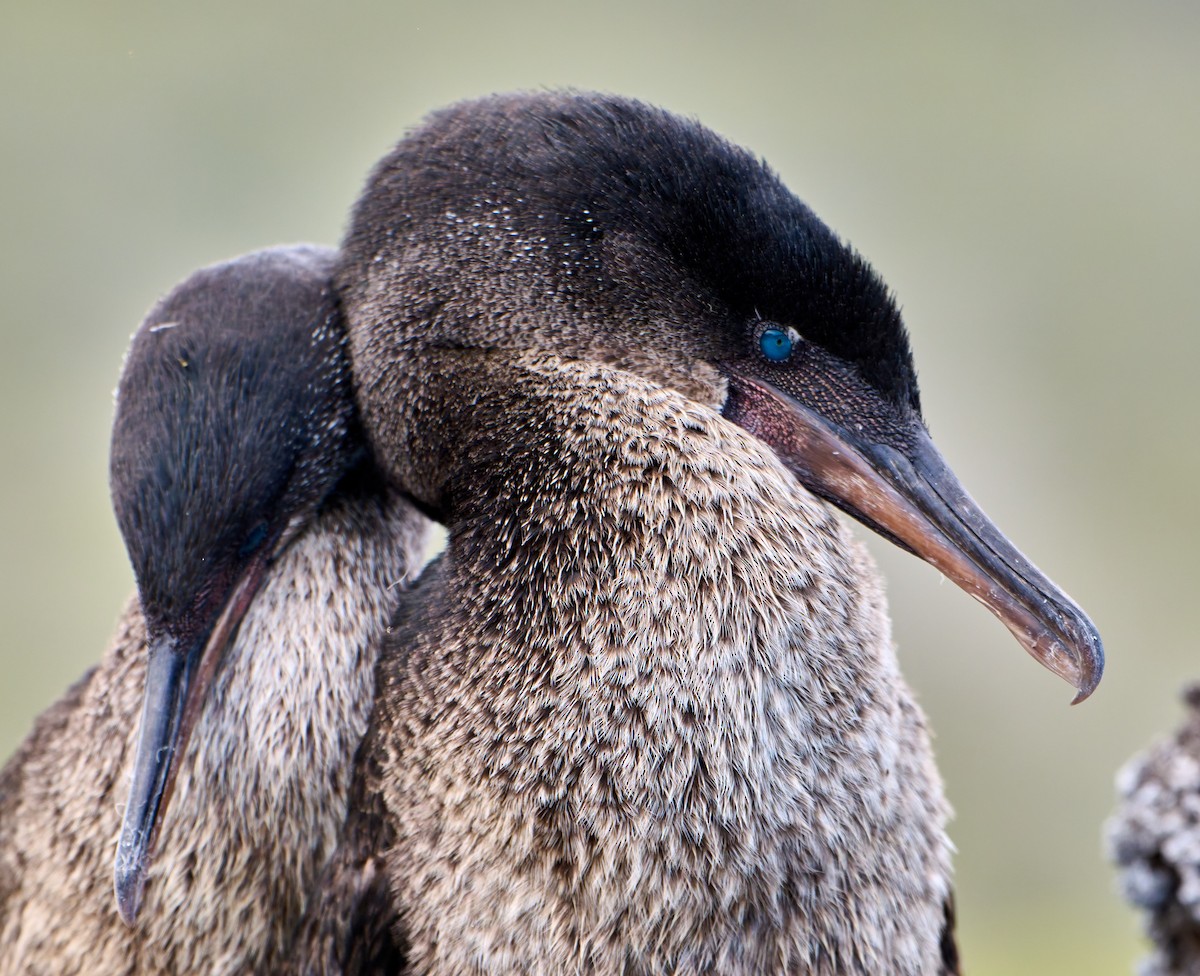 Flightless Cormorant - ML642296557