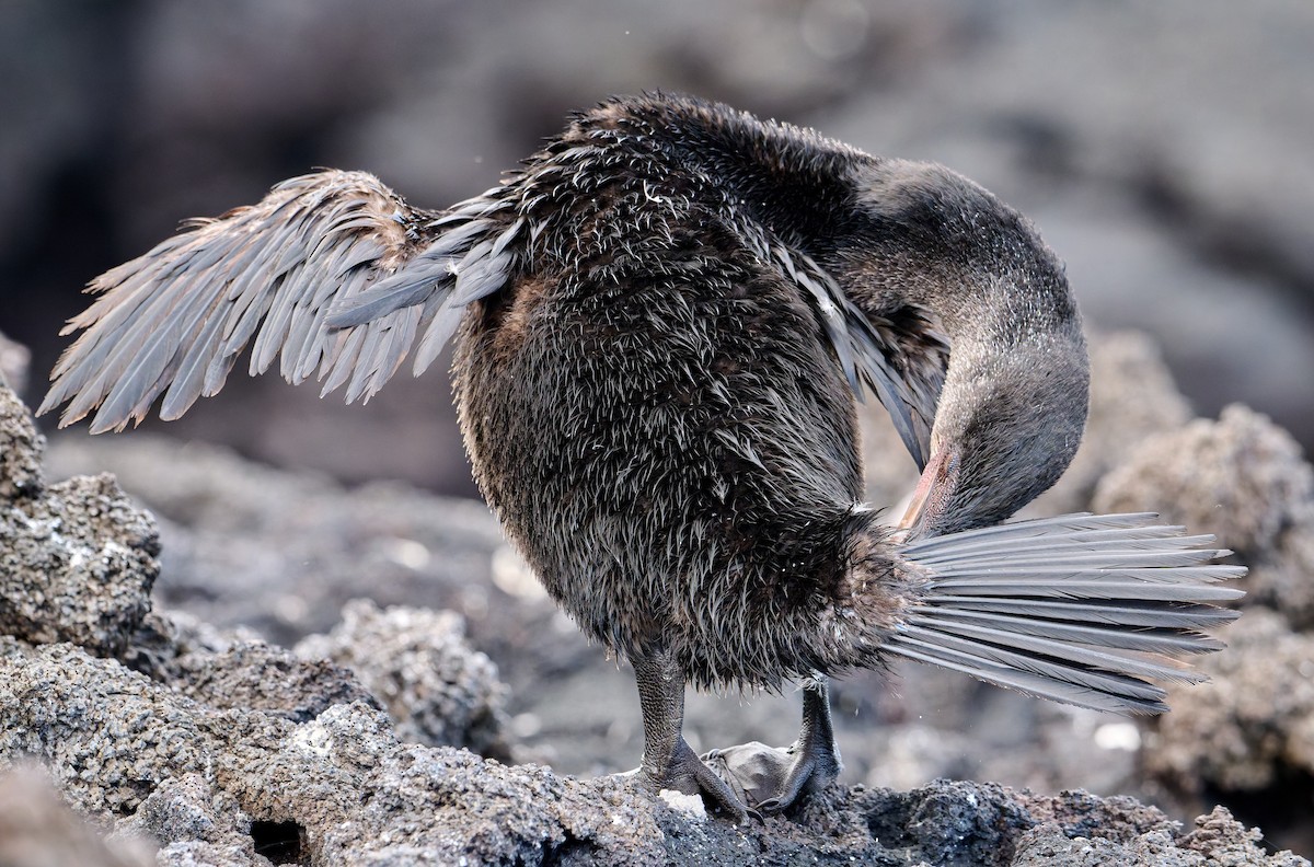 Flightless Cormorant - ML642296558