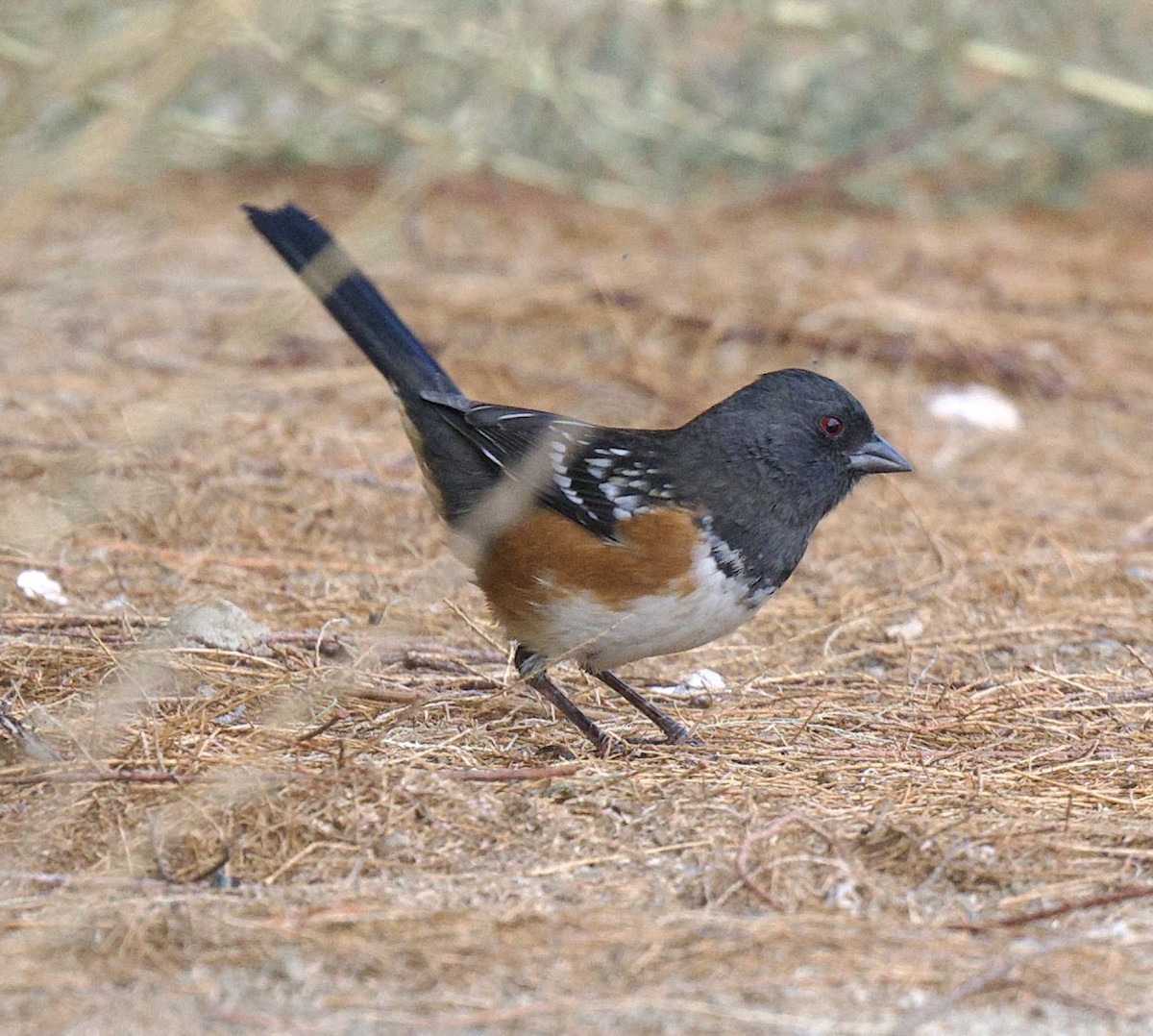 Spotted Towhee - ML642296573