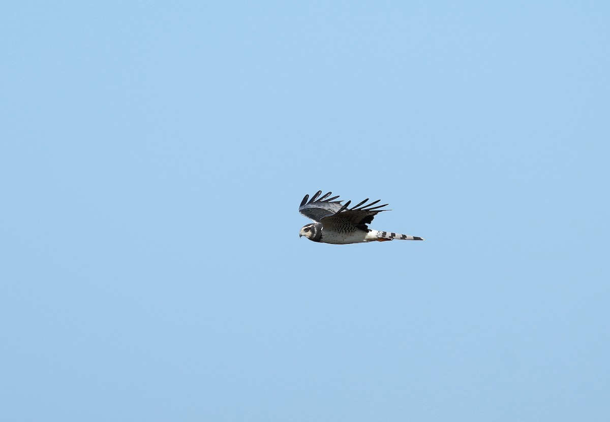 Long-winged Harrier - ML642296574