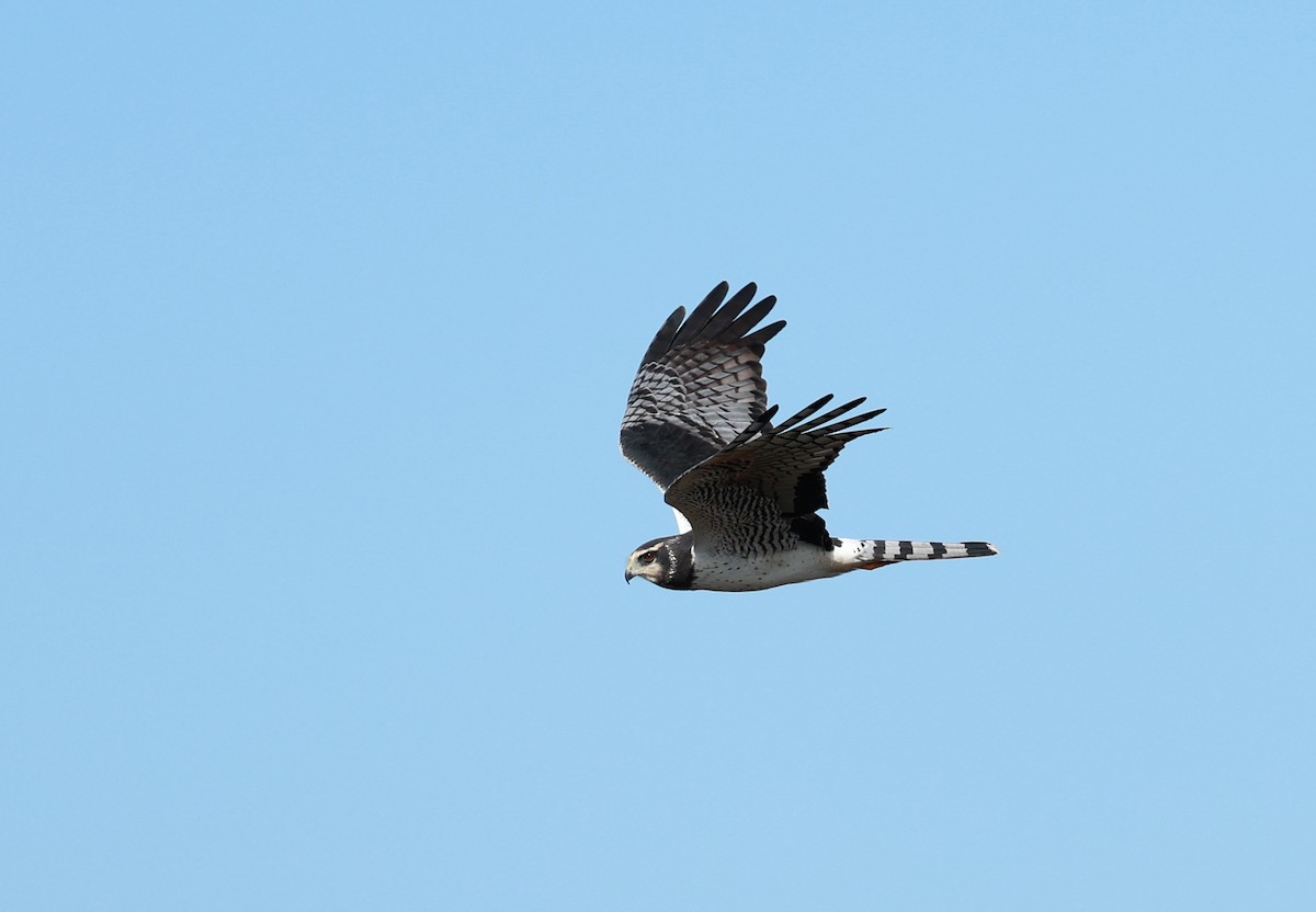 Long-winged Harrier - ML642296580