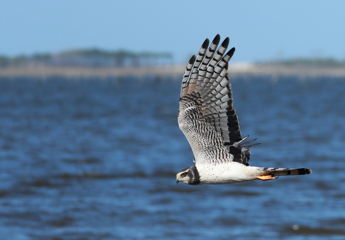 Long-winged Harrier - ML642296581
