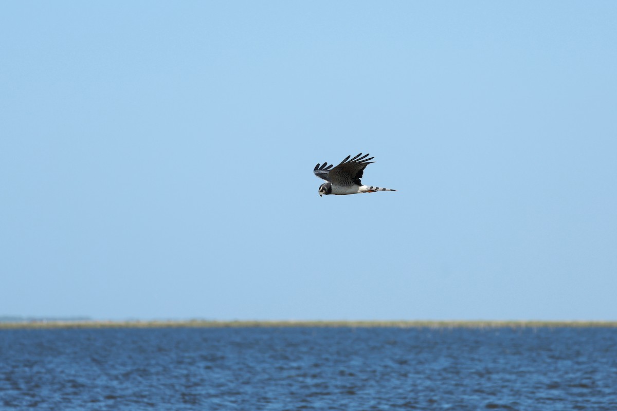 Long-winged Harrier - ML642296582
