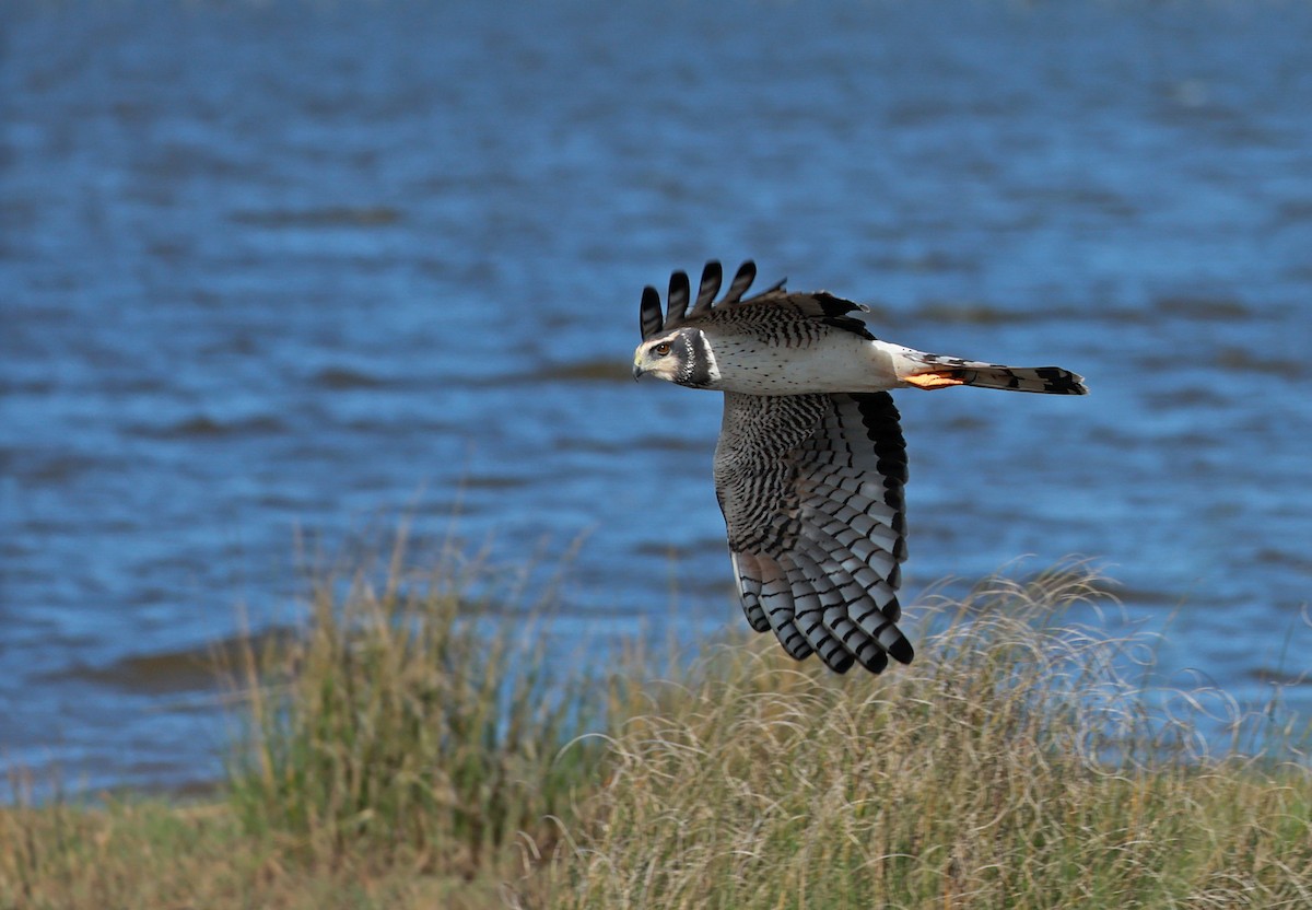 Long-winged Harrier - ML642296585