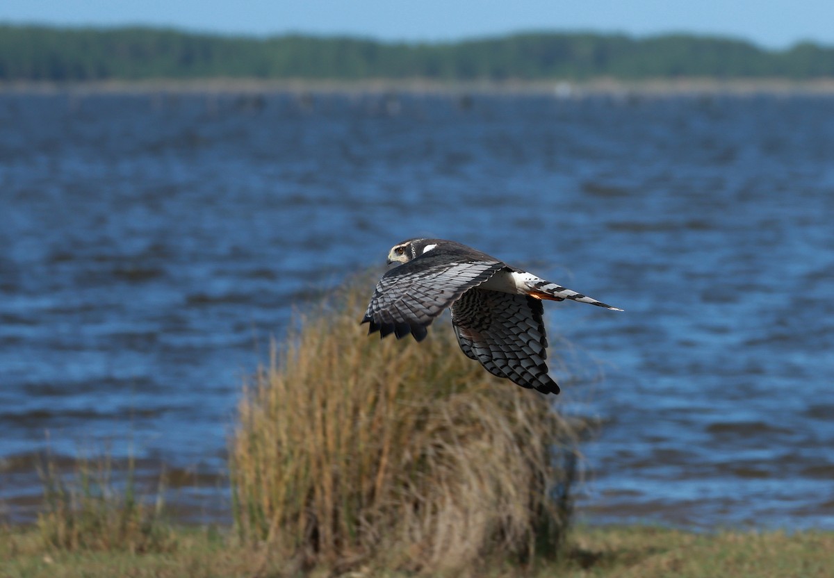Long-winged Harrier - ML642296587
