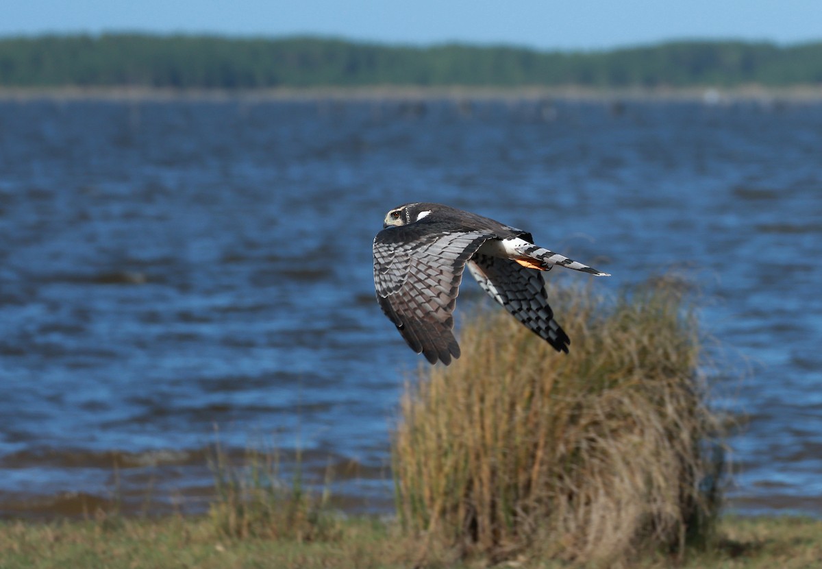 Long-winged Harrier - ML642296588