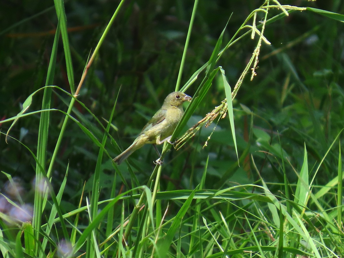 Painted Bunting - ML642296594