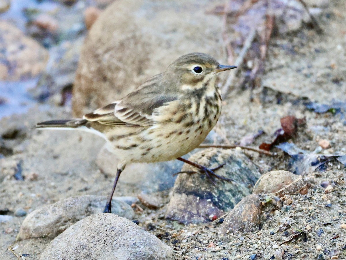 Pipit d'Amérique - ML642296599