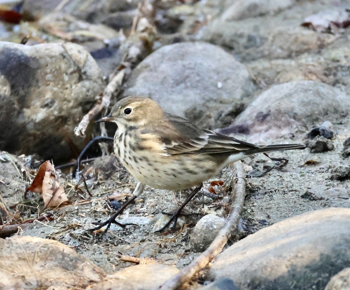 Pipit d'Amérique - ML642296605