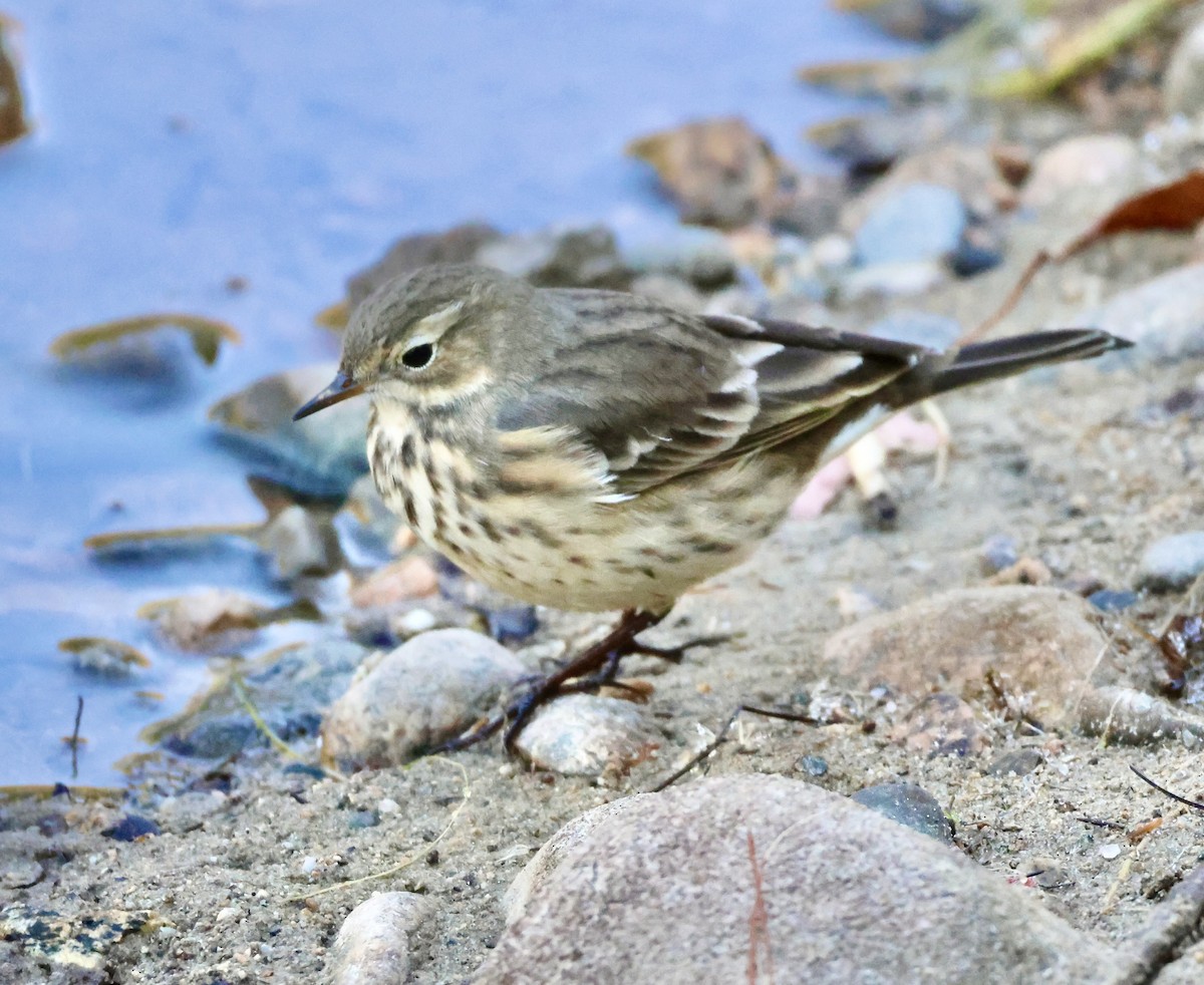 Pipit d'Amérique - ML642296607