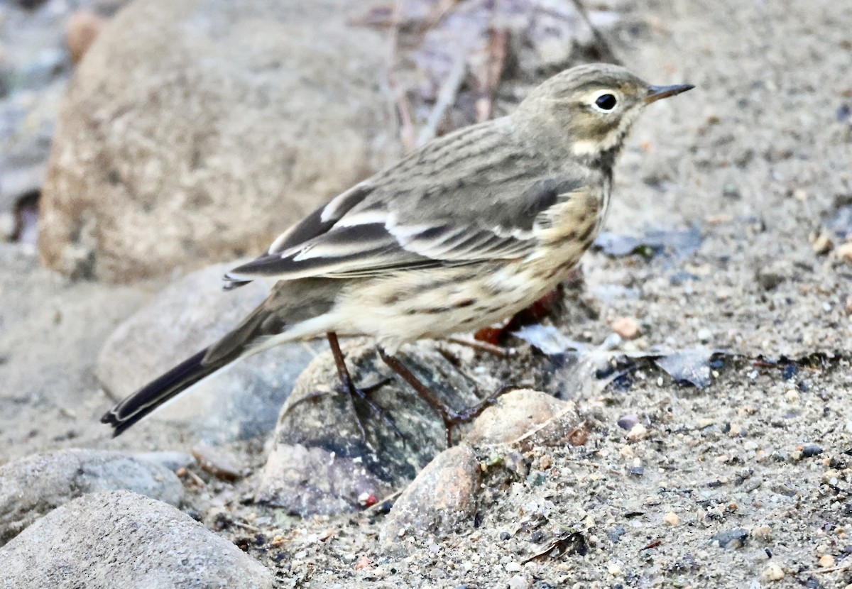 Pipit d'Amérique - ML642296609