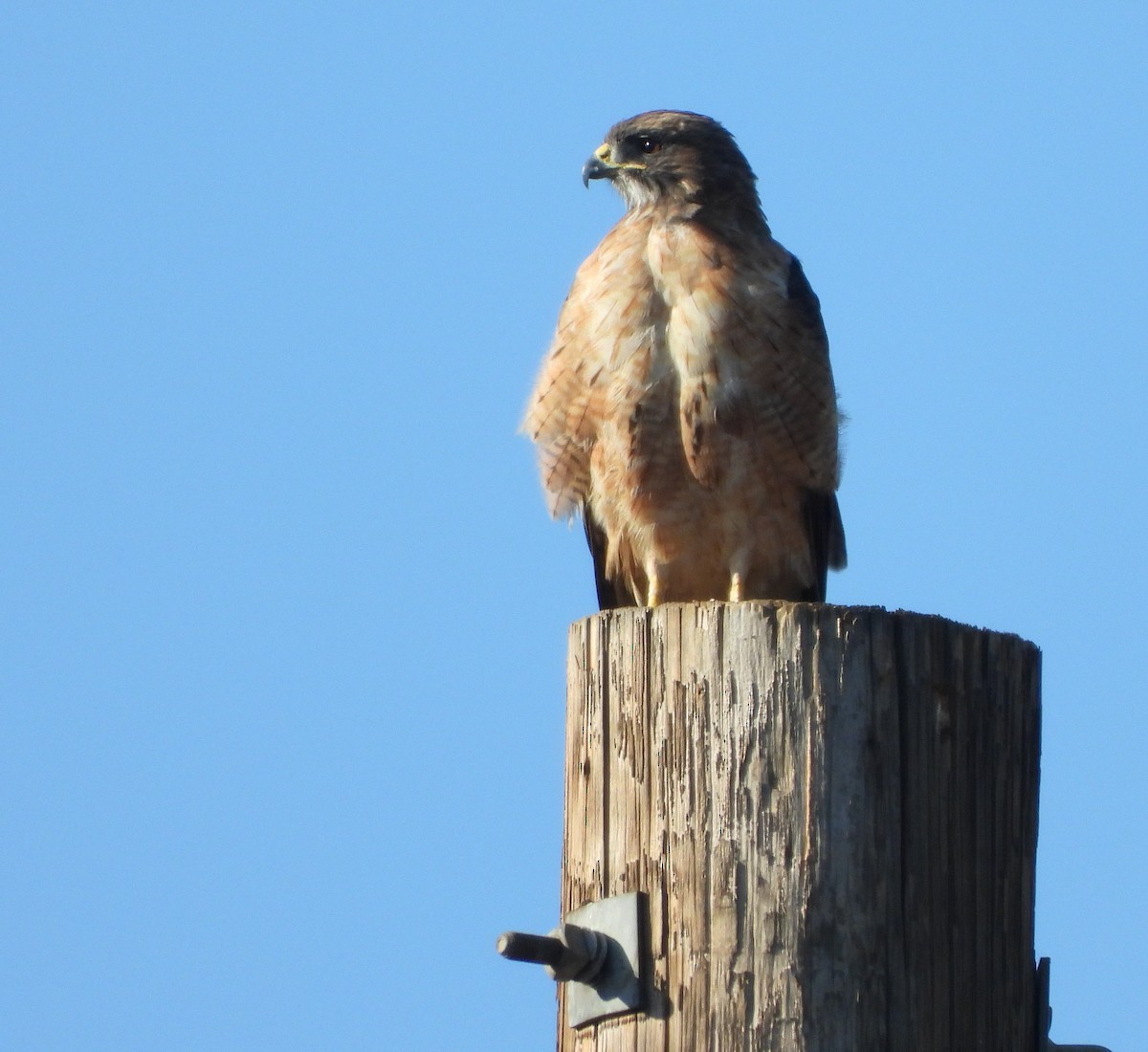 Red-tailed Hawk - ML642296622