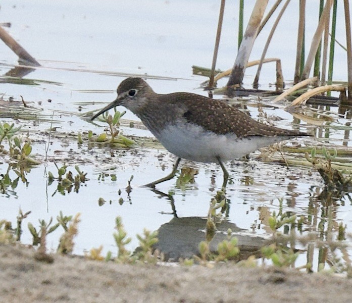 Solitary Sandpiper - ML642296625