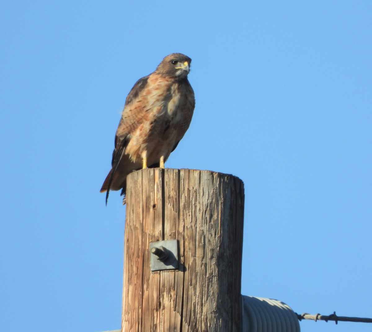 Red-tailed Hawk - ML642296626