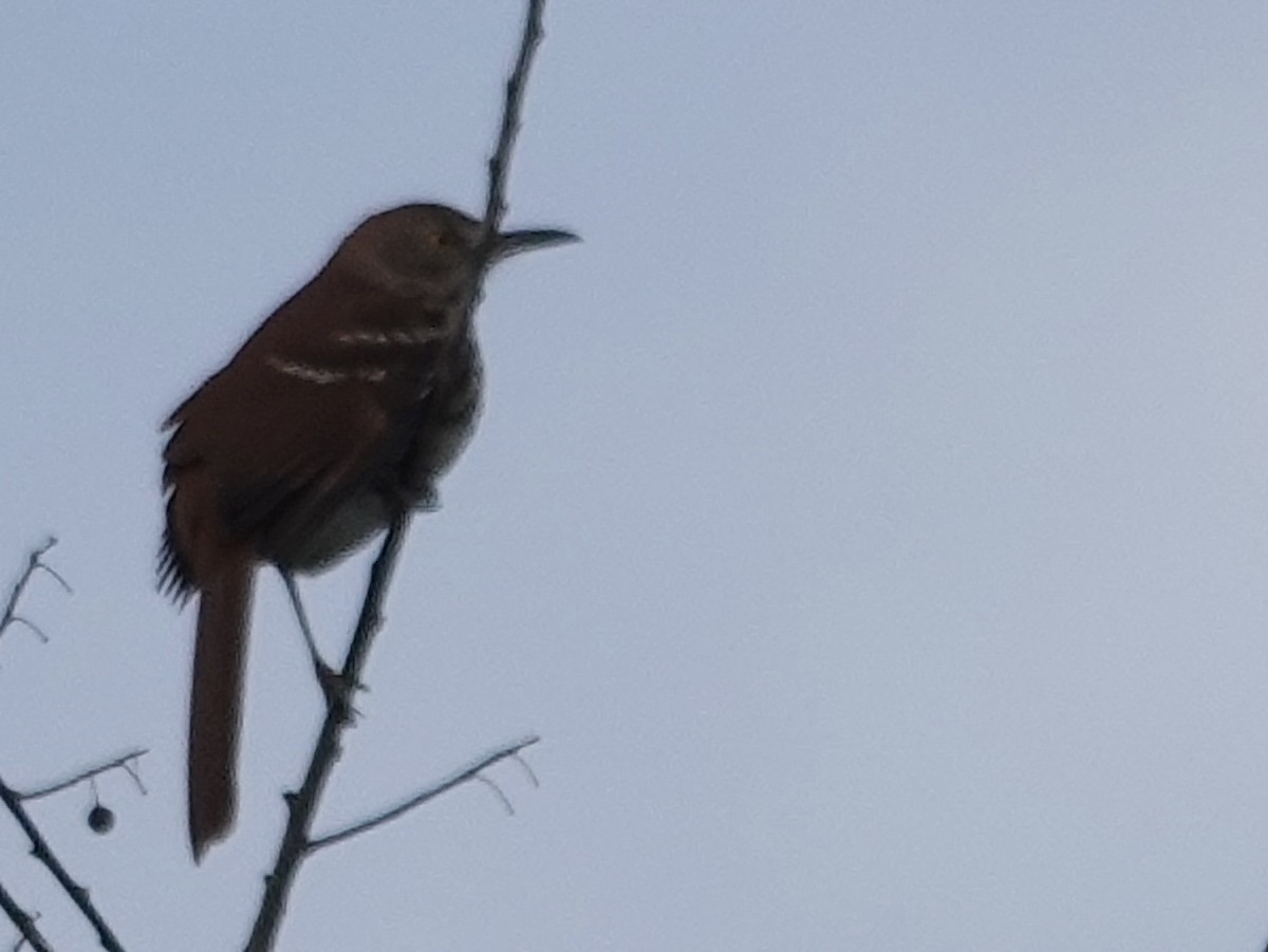 Brown Thrasher - ML642296629