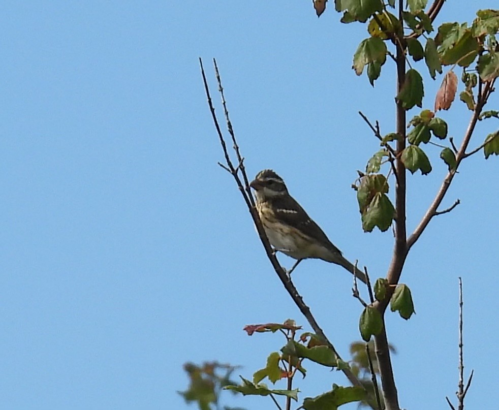Rose-breasted Grosbeak - ML642296630
