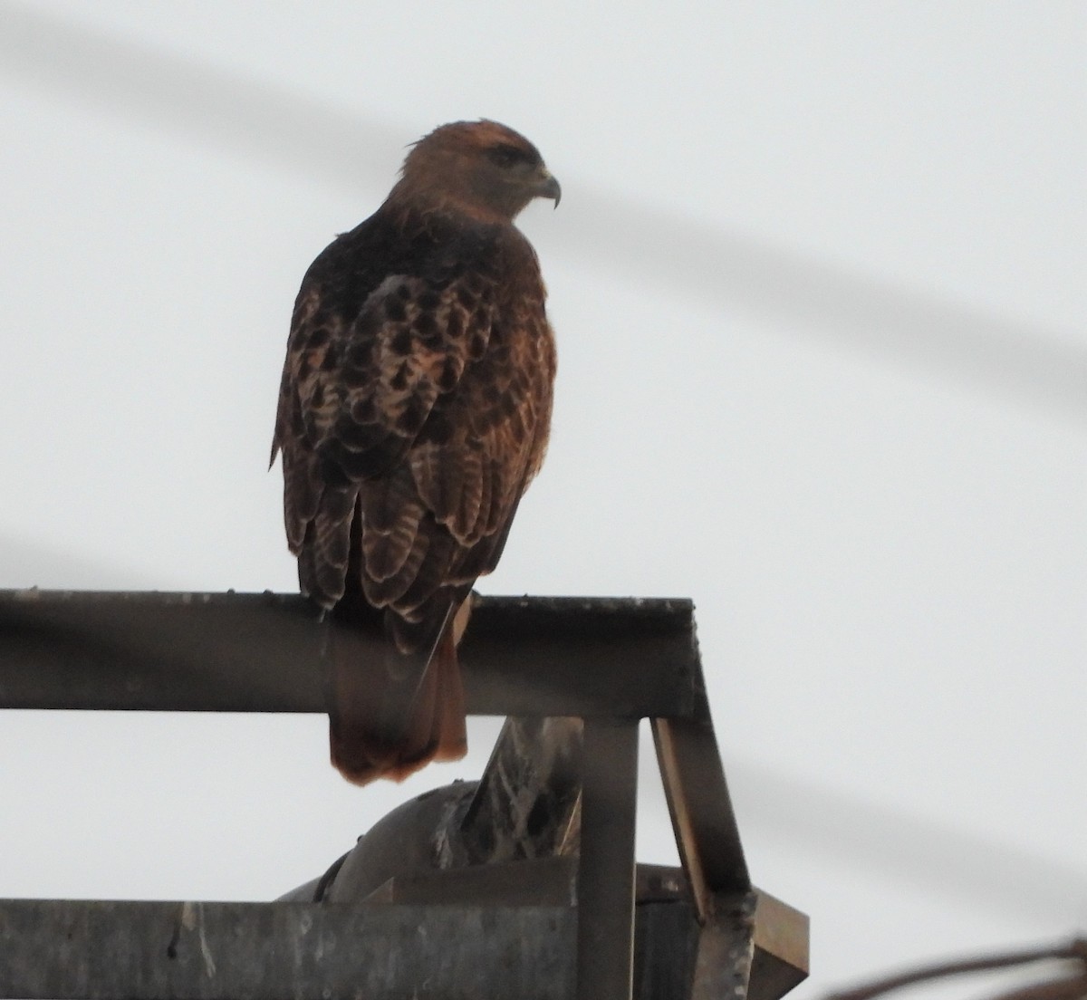 Red-tailed Hawk - ML642296632