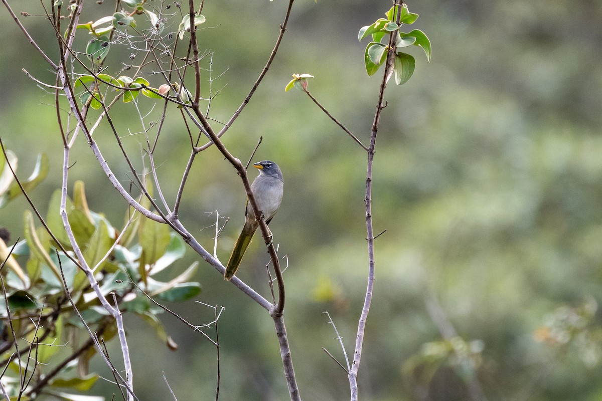 serraspurv - ML642296633