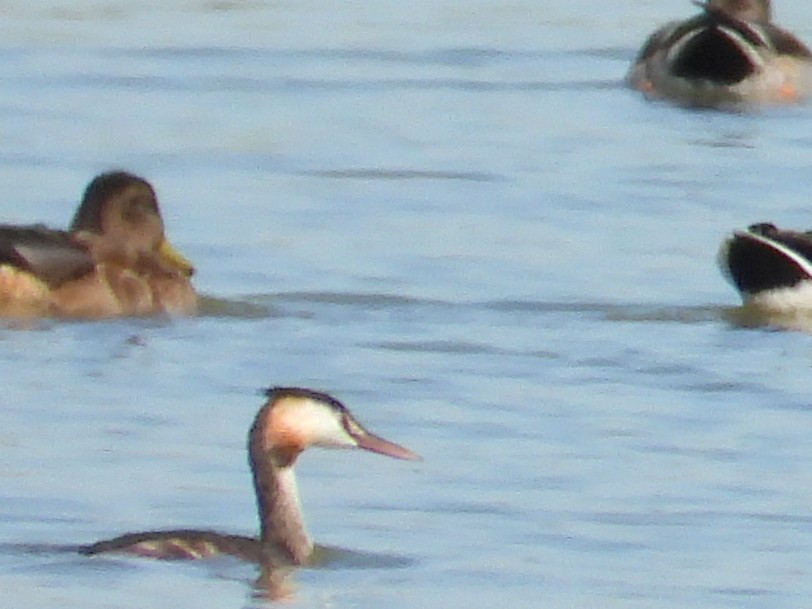 Great Crested Grebe - ML642296639