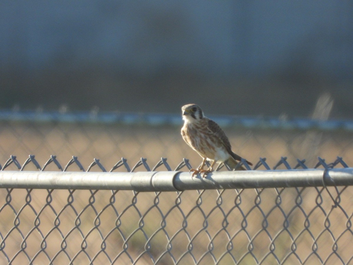 American Kestrel - ML642296640