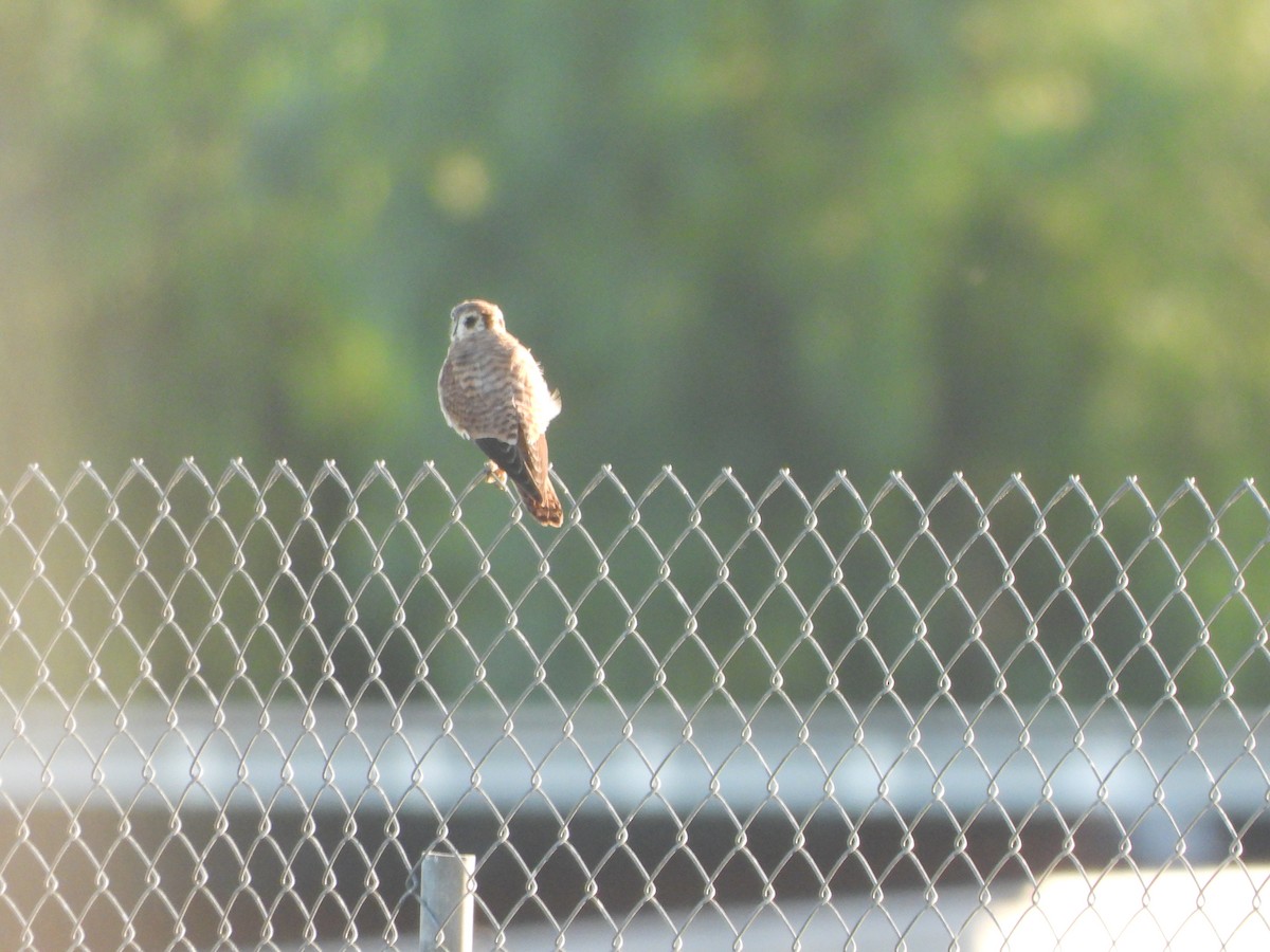American Kestrel - ML642296646