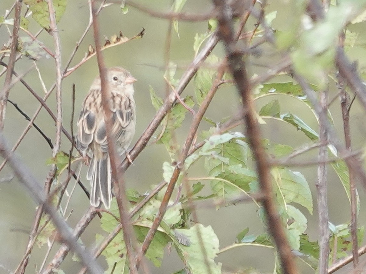 Field Sparrow - ML642296656