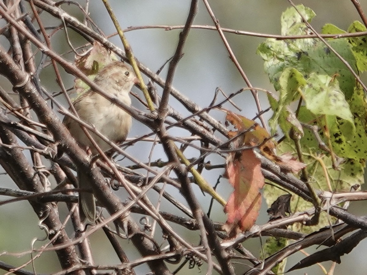 Field Sparrow - ML642296657