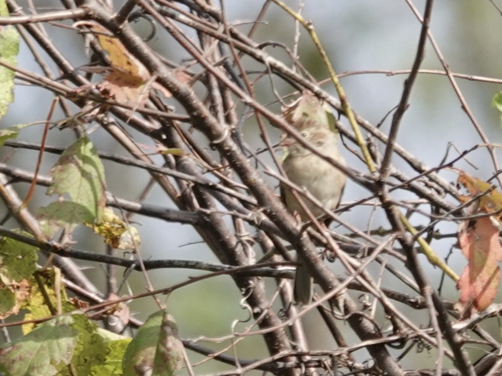 Field Sparrow - ML642296658