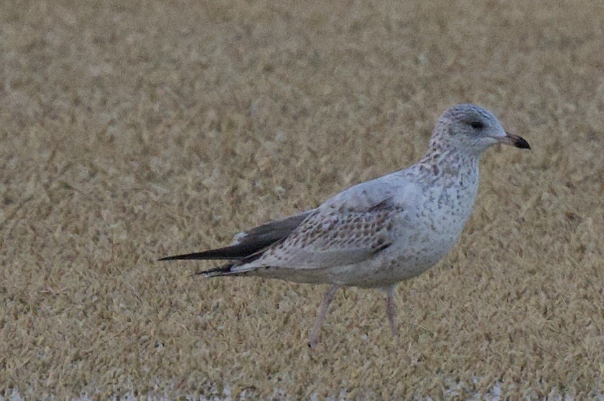 Ring-billed Gull - ML642296672