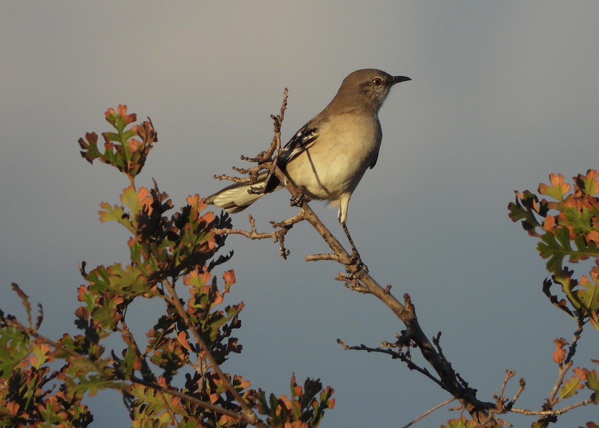 Northern Mockingbird - ML642296675