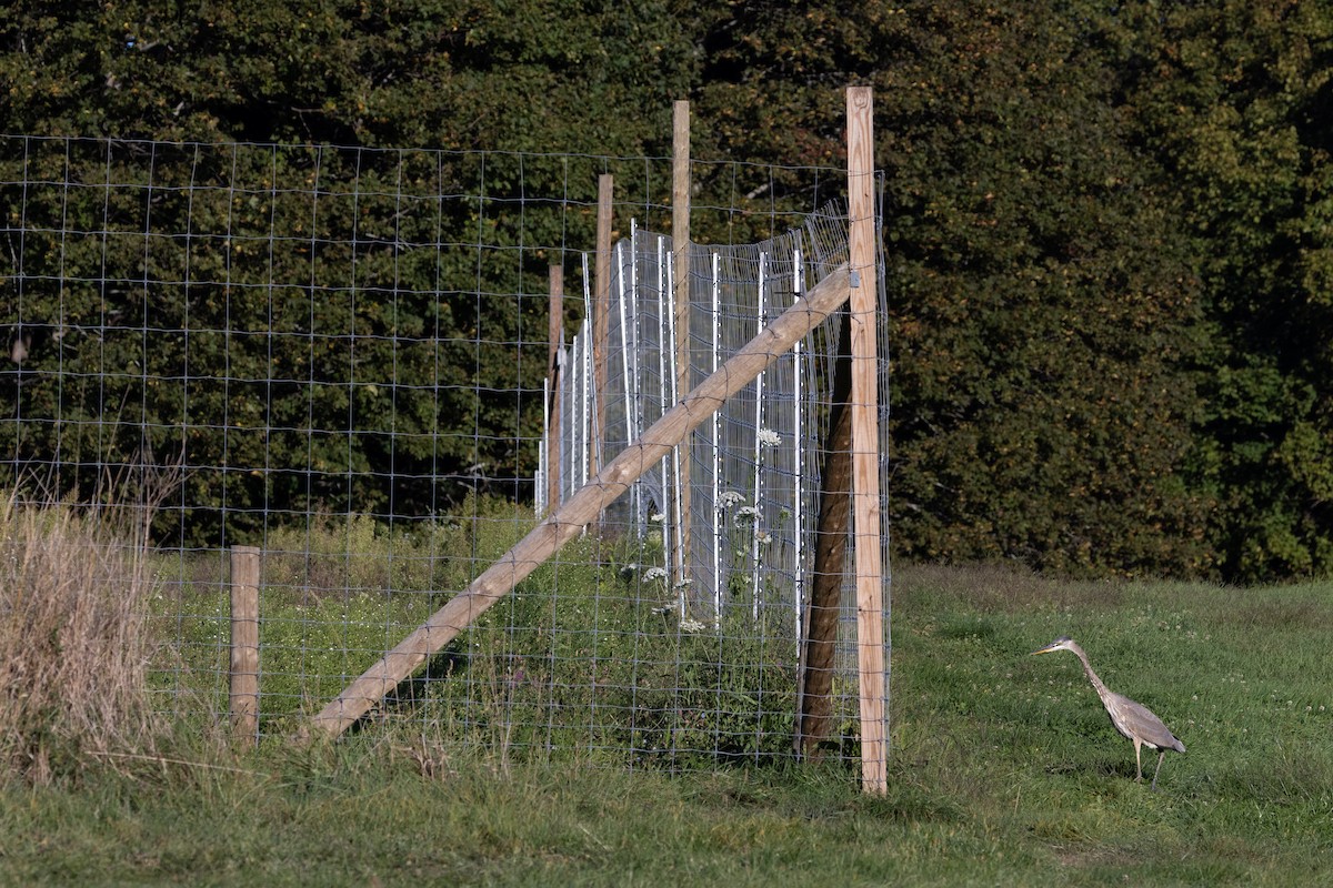 Great Blue Heron (Great Blue) - ML642296676