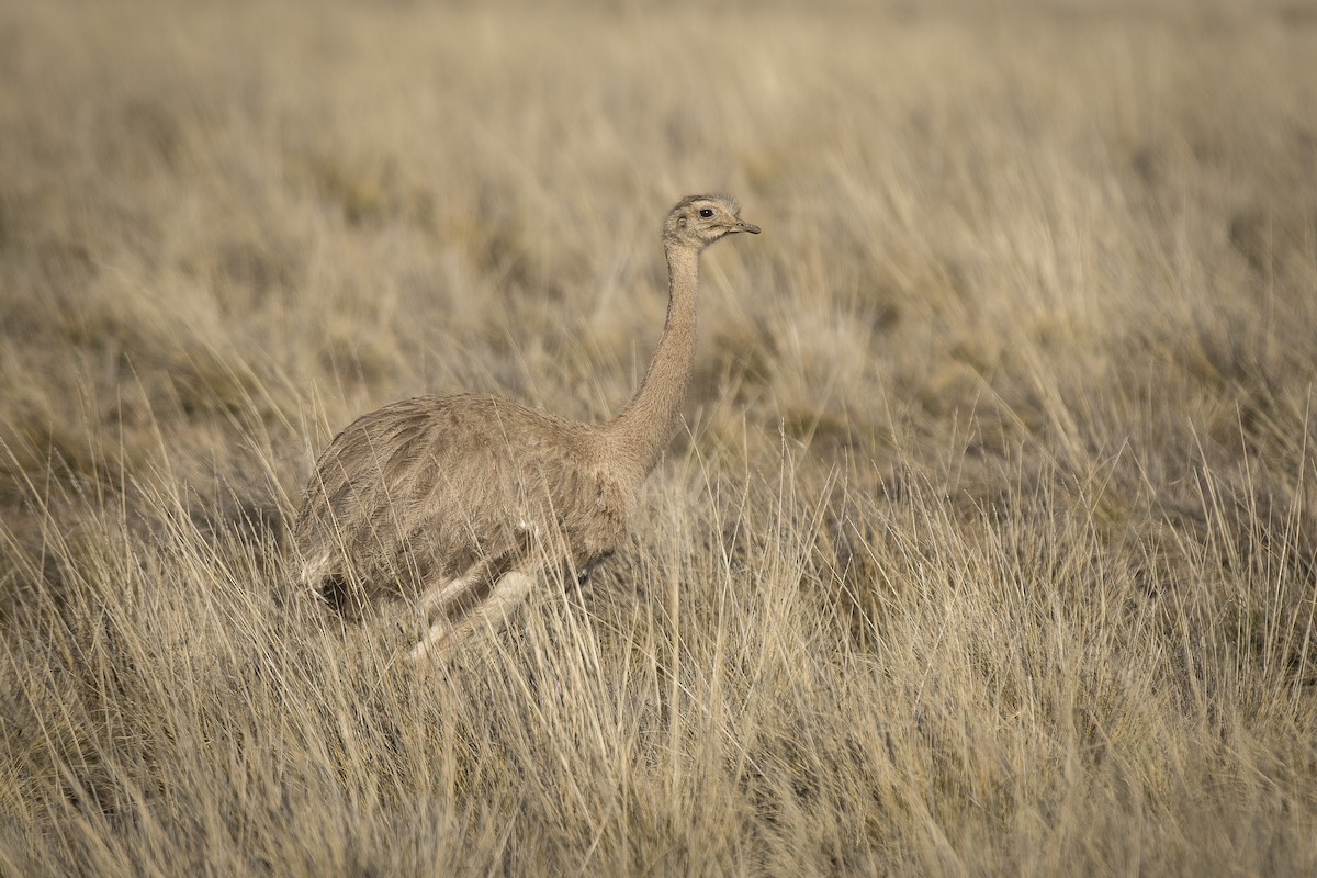 Lesser Rhea - ML642296677