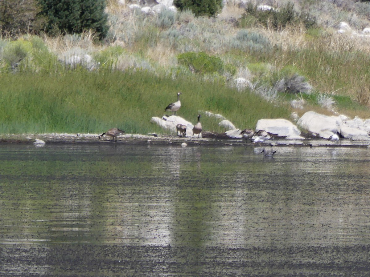 Canada Goose - ML642296679