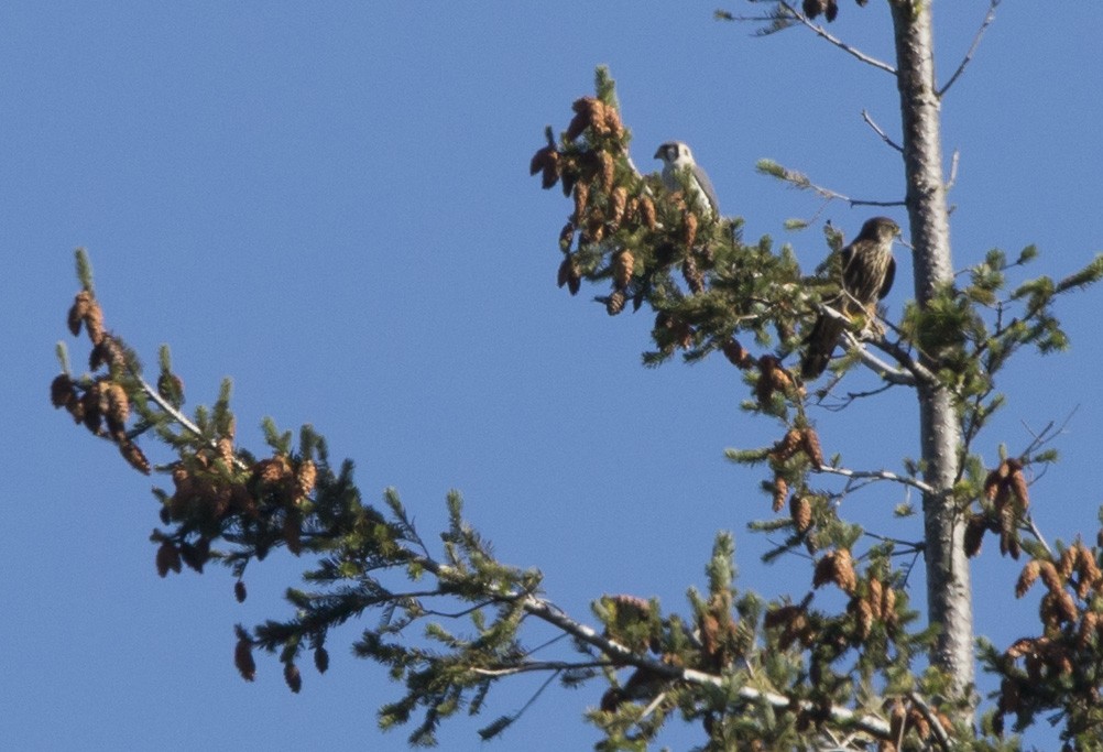 American Kestrel - ML642296680