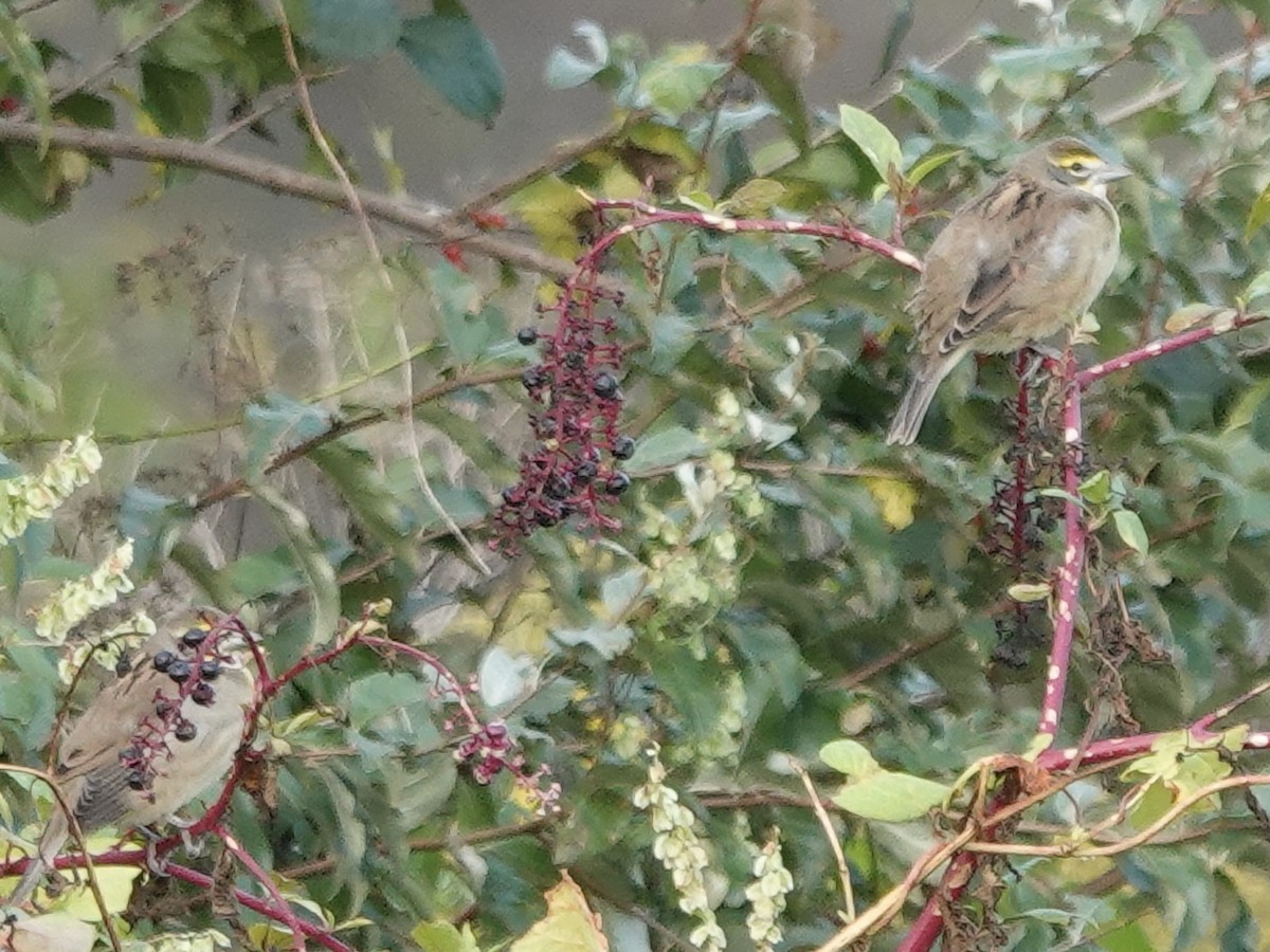 Dickcissel - ML642296681