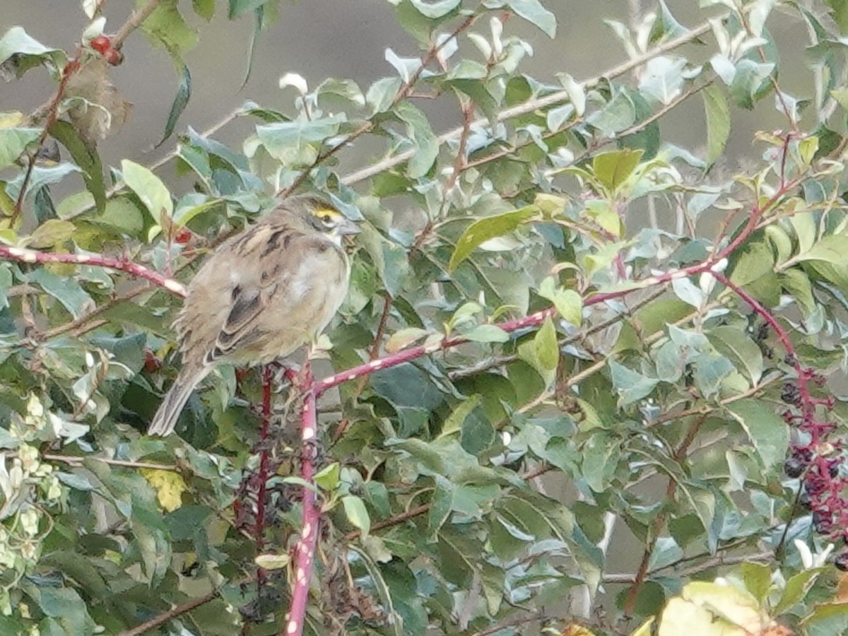 Dickcissel - ML642296682