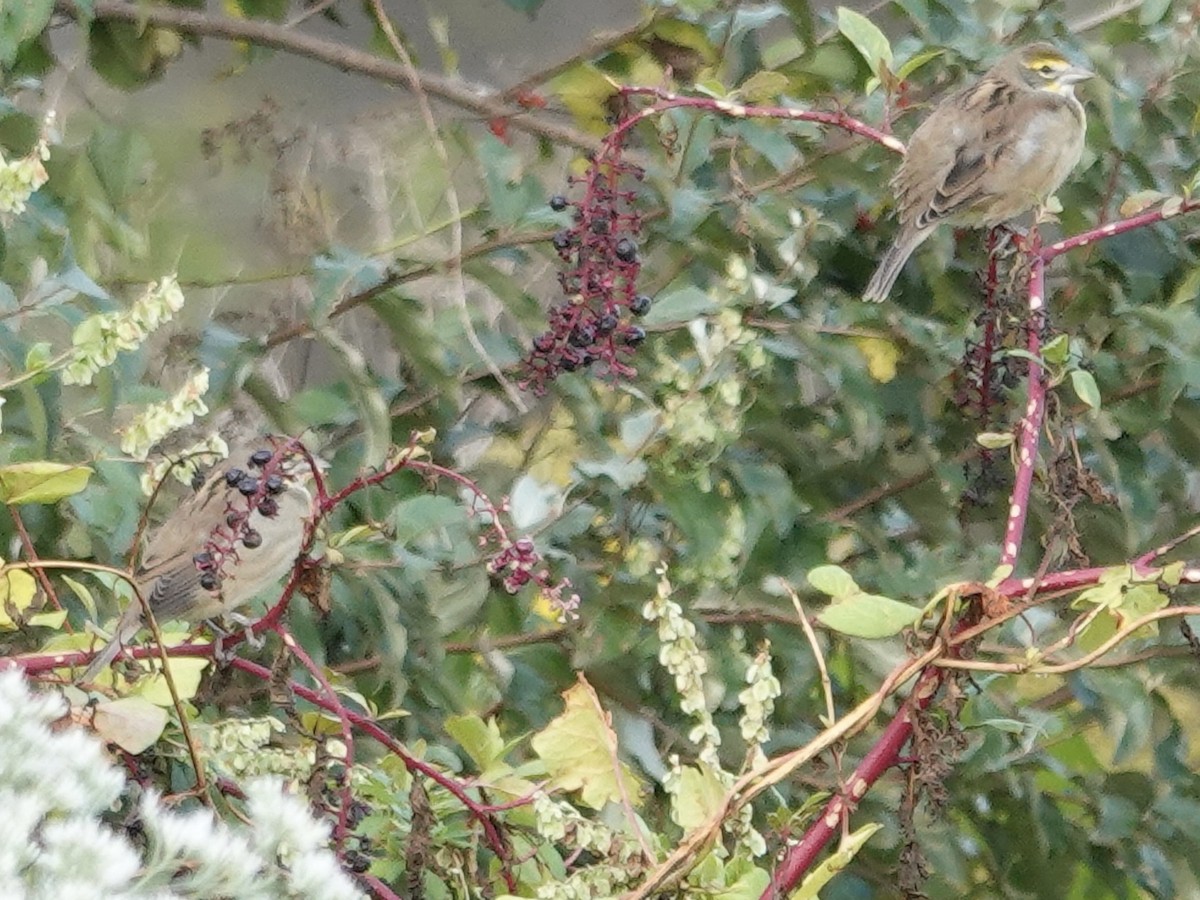 Dickcissel - ML642296683