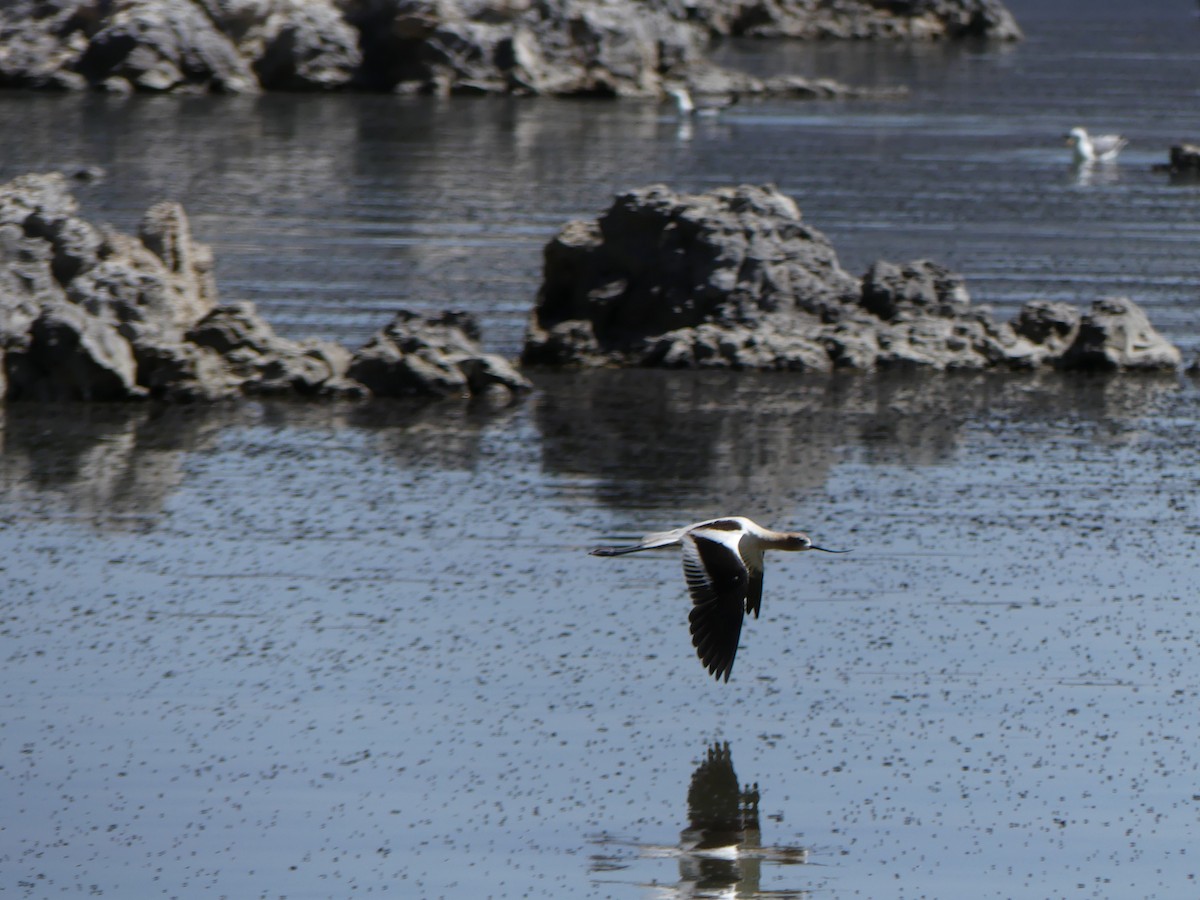 American Avocet - ML642296690