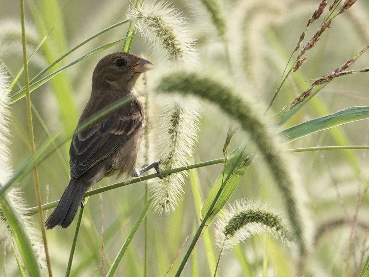 Indigo Bunting - ML642296694