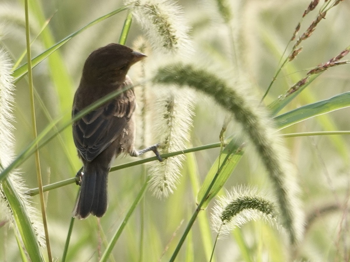 Indigo Bunting - ML642296695