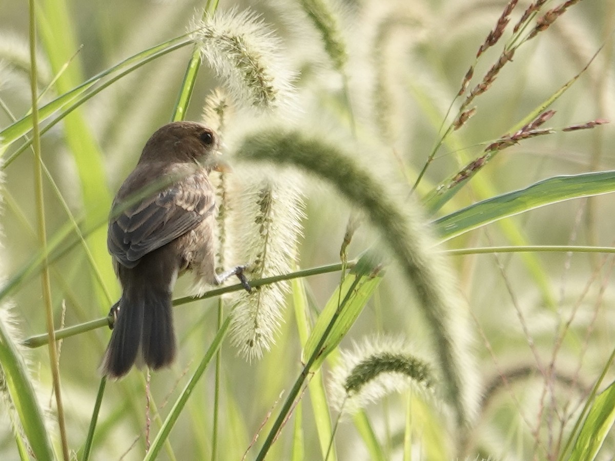 Indigo Bunting - ML642296697