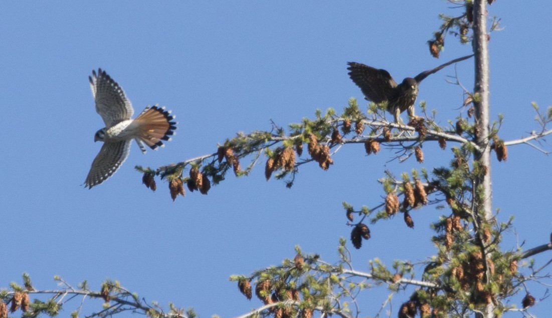 American Kestrel - ML642296698