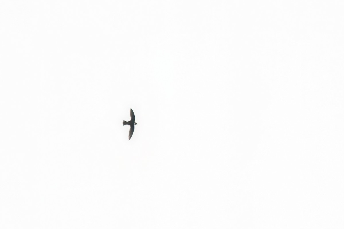 Biscutate Swift - ML642296705