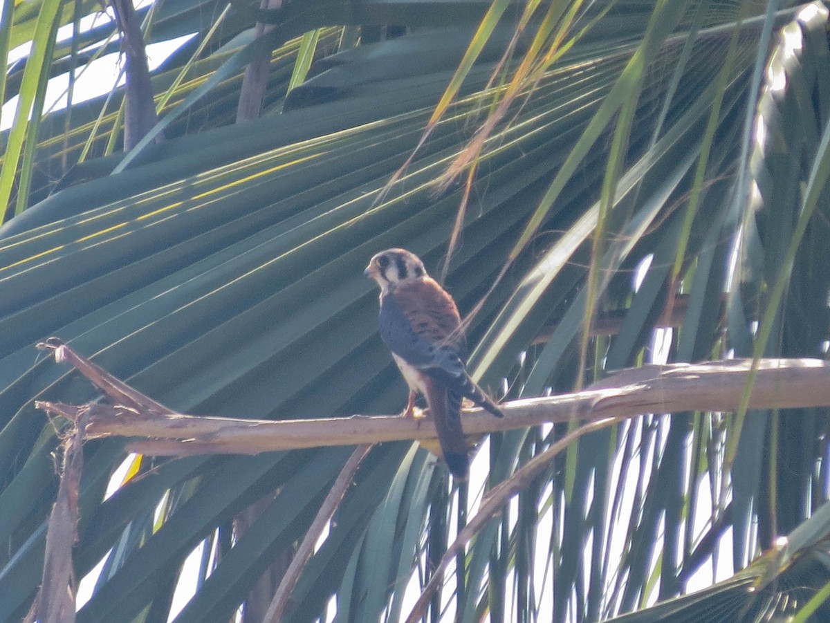 American Kestrel - ML642296709