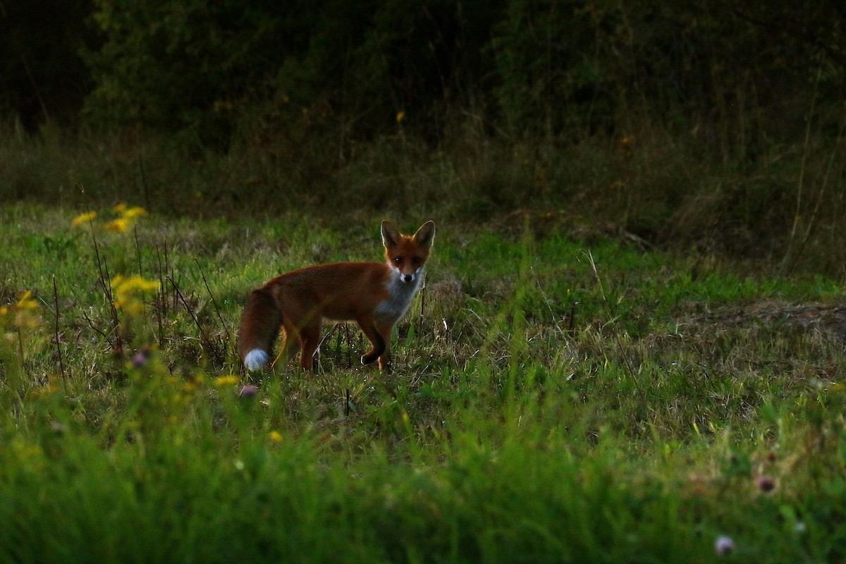 Red Fox - ML642296711