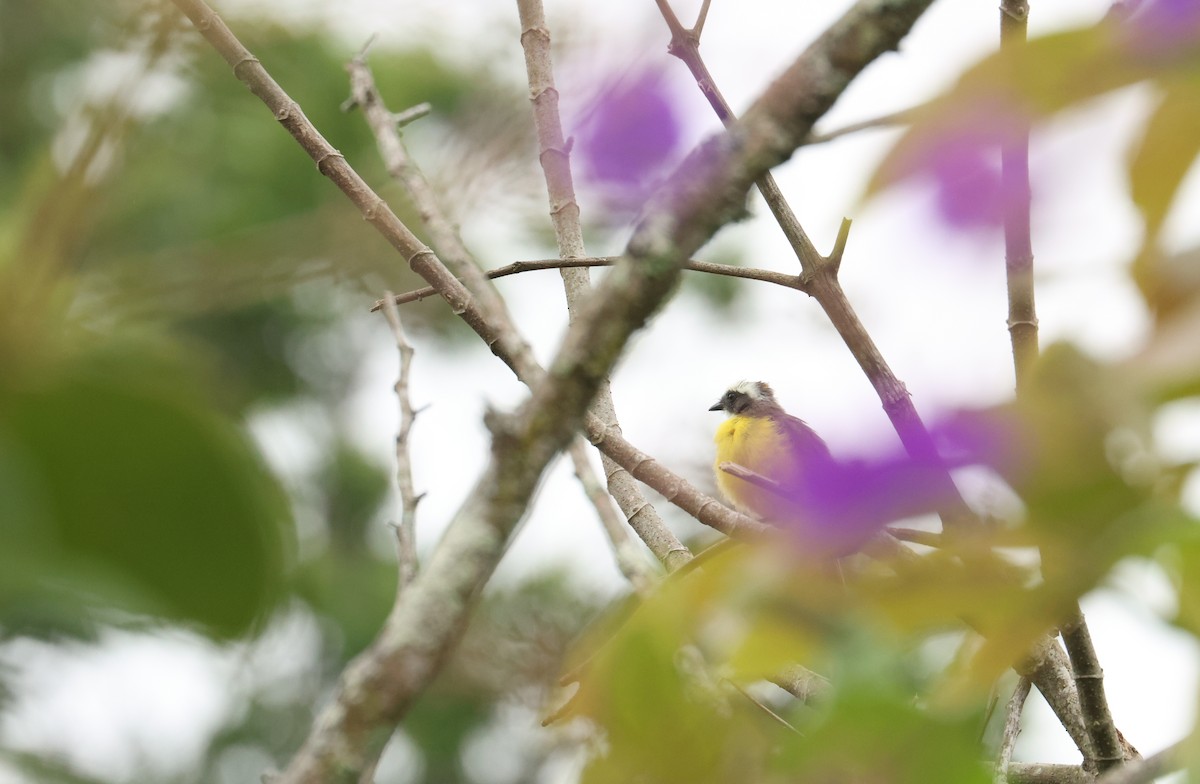 Social Flycatcher - ML642296748