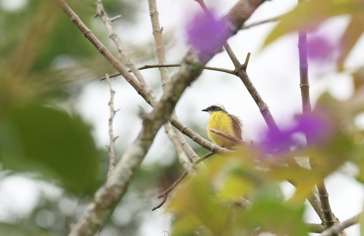 Social Flycatcher - ML642296749