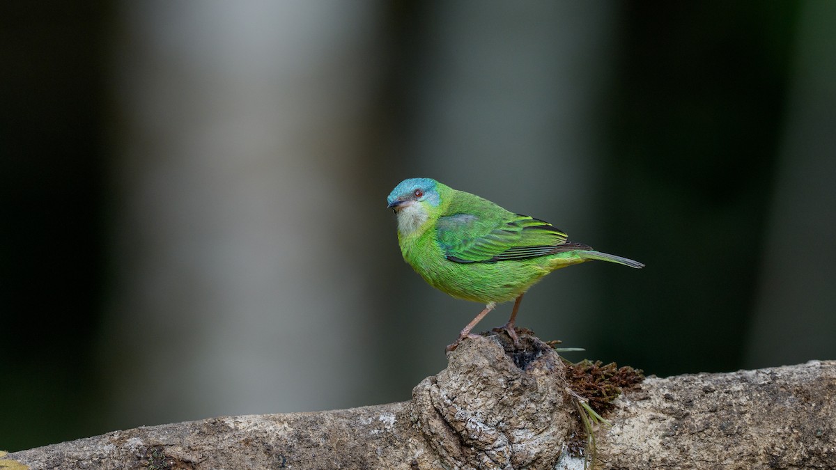 Blue Dacnis - ML642296750