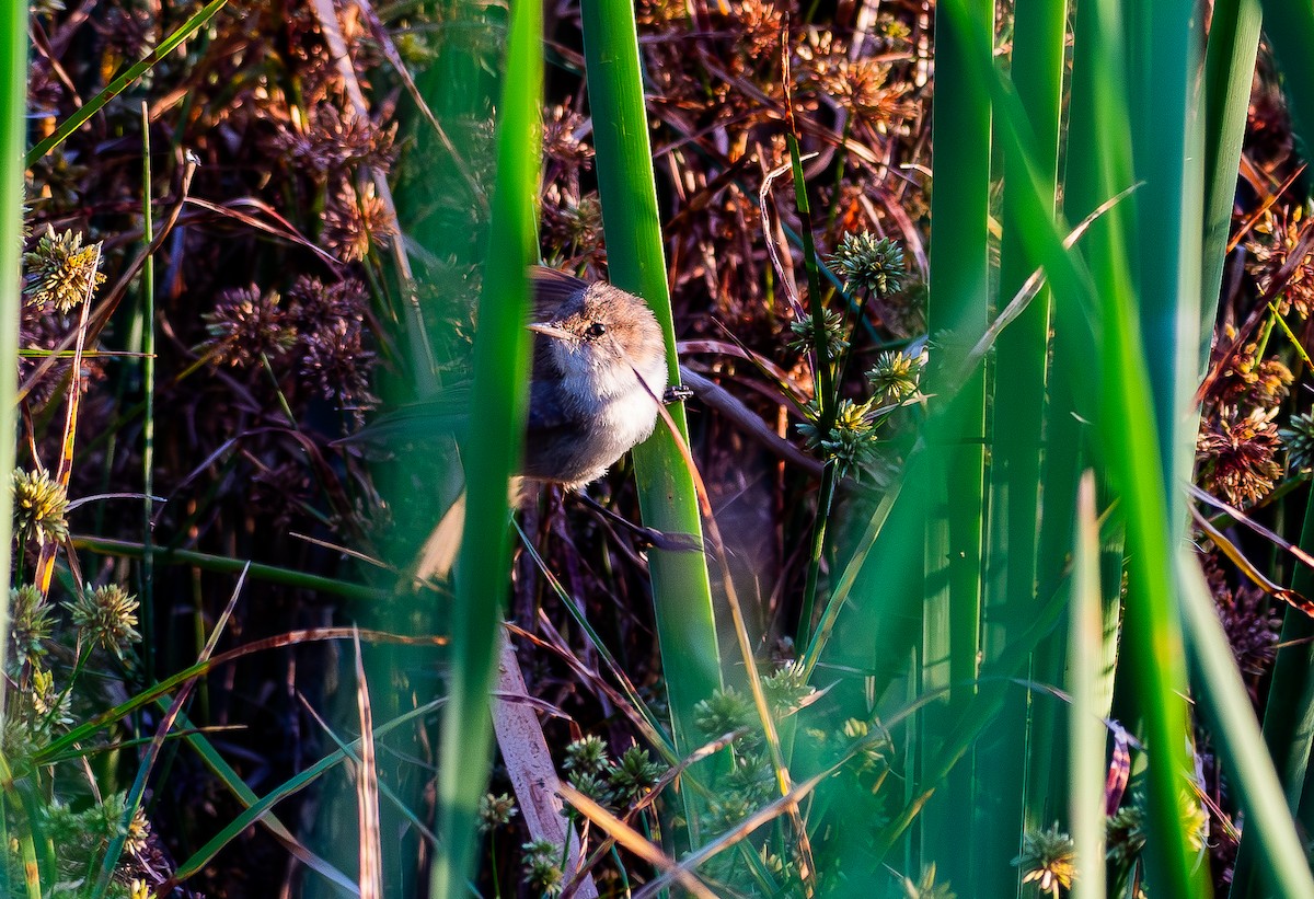 Lesser Swamp Warbler - ML642296751